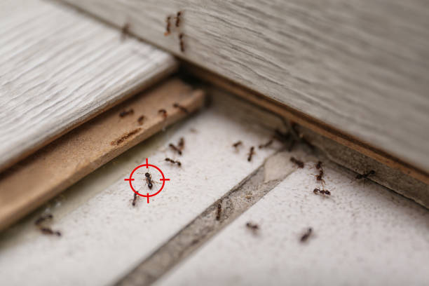 Best Best Pest Control Companies  in Leesburg, VA
