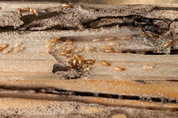 Professional Pest Control in Leesburg, VA